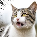 【おもしろ画像が作れる！】集中線を合成できる無料アプリ3選